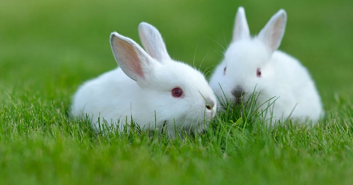 Dierenvriend Verkoopwinkel -Dierenvriend Verkoopwinkel hinh anh con tho